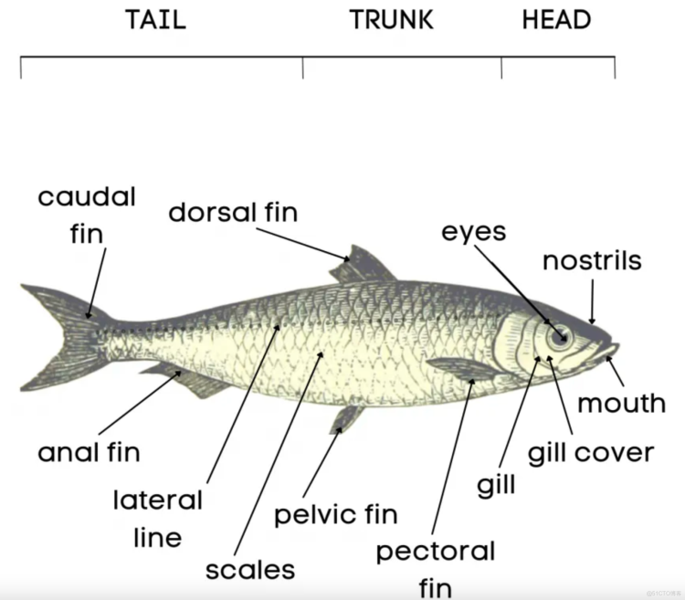 关于鱼身体部位的英文单词学习 英语学习 51cto博客 关于学习的英语单词