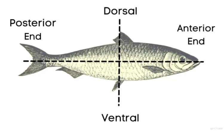 关于鱼身体部位的英文单词学习 英语学习 51cto博客 关于学习的英语单词