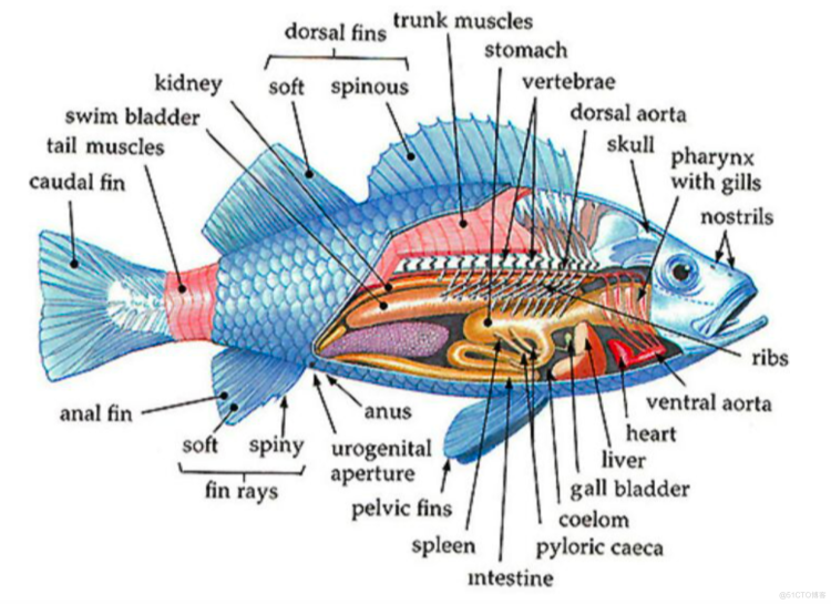 关于鱼身体部位的英文单词学习 英语学习 懒时小窝的技术博客 51cto博客