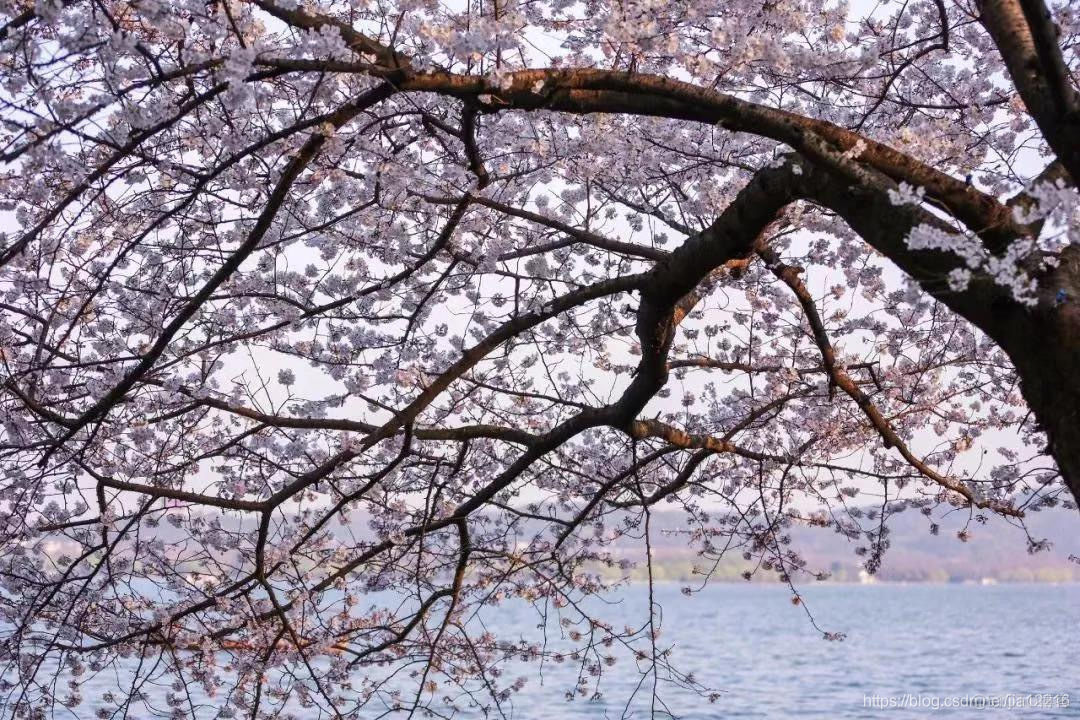 杭州五大湖风景名胜区_西湖_14