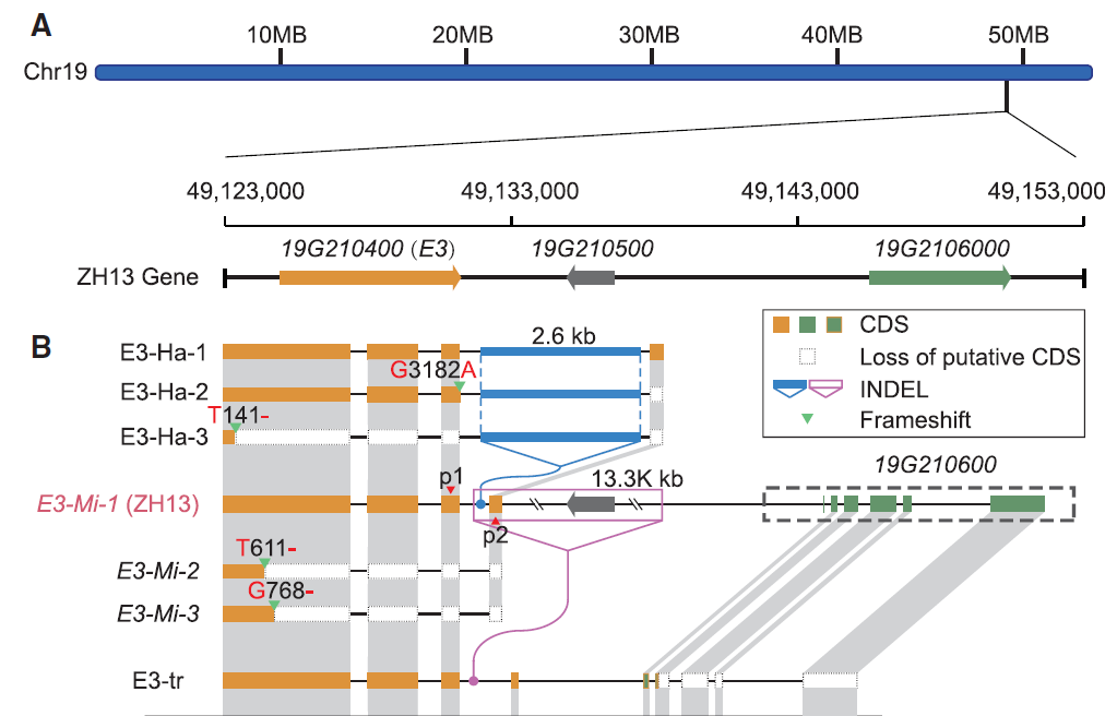 【豆科基因組】大豆(soybean, glycine max)泛基因組2020cell_圖形