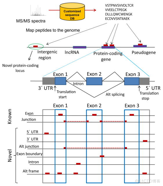 【蛋白质基因组】Proteogenomics方法介绍及分析思路_数据库_02