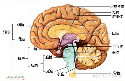 人的肢体语言个人总结_行为模式_02