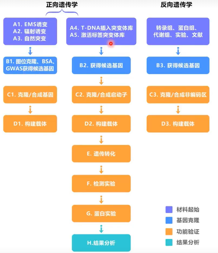 基因功能研究思路_搜索