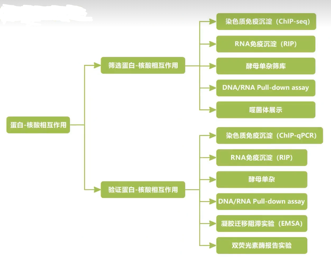 基因功能研究思路_IP_03