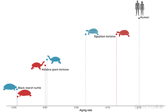 乌龟的身上，似乎藏着延缓衰老的真正奥秘_微软_06