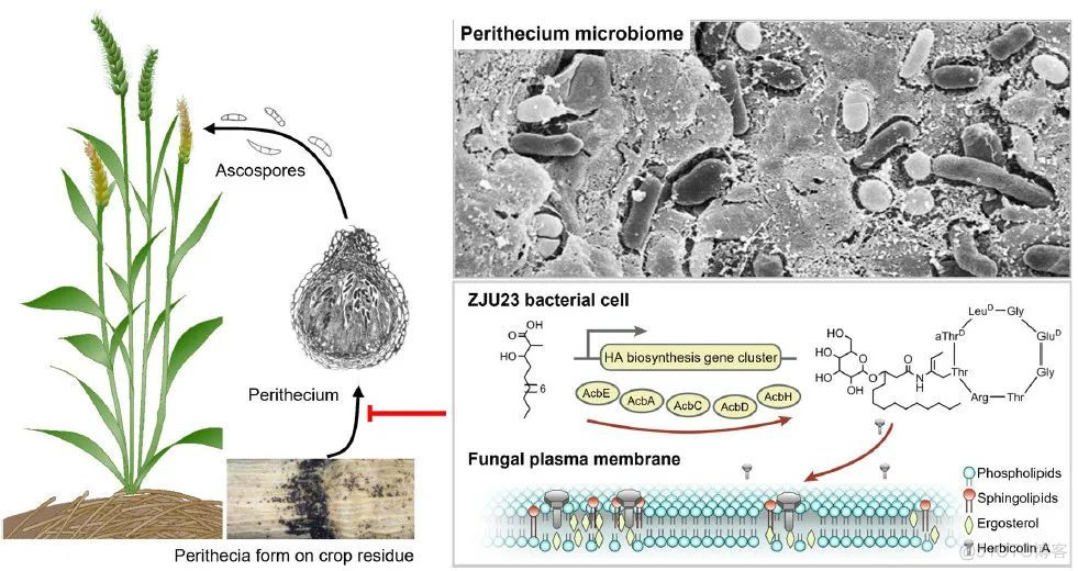 Nature Microbiology | 陈云/白洋/虞云龙等鉴定高效抗小麦赤霉病菌株及其作用机制..._大数据_02