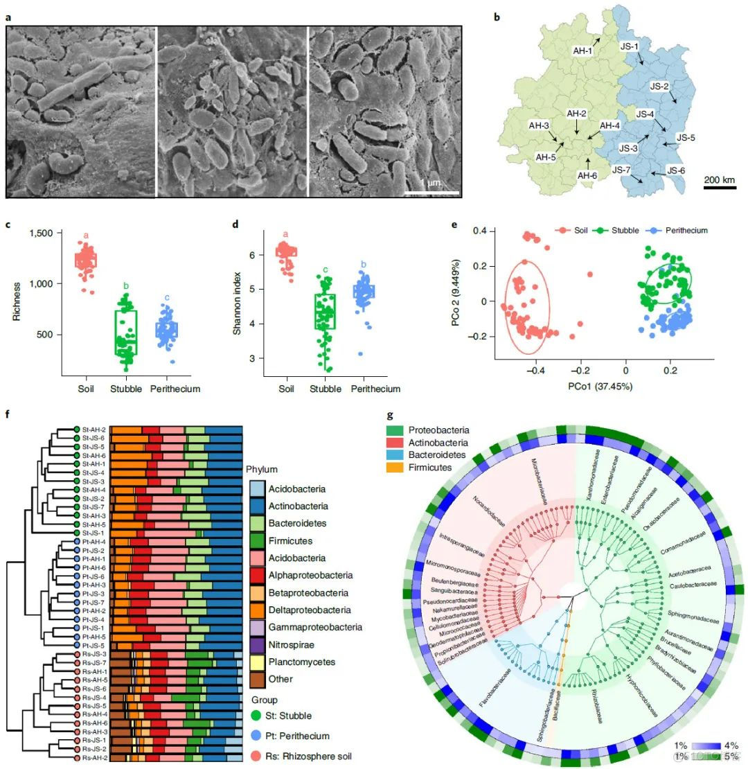 Nature Microbiology | 陈云/白洋/虞云龙等鉴定高效抗小麦赤霉病菌株及其作用机制..._人工智能_03