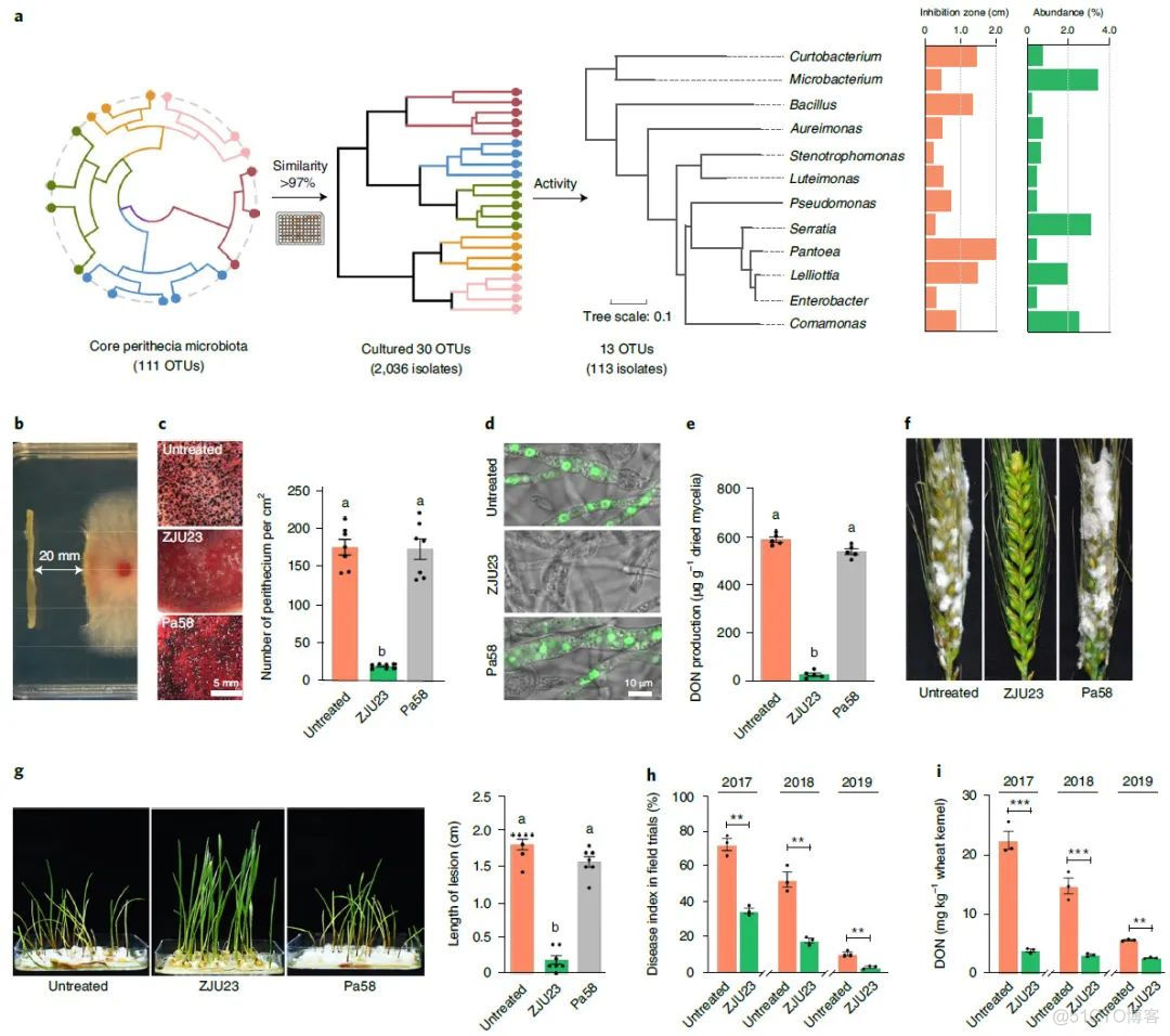 Nature Microbiology | 陈云/白洋/虞云龙等鉴定高效抗小麦赤霉病菌株及其作用机制..._数据库_04