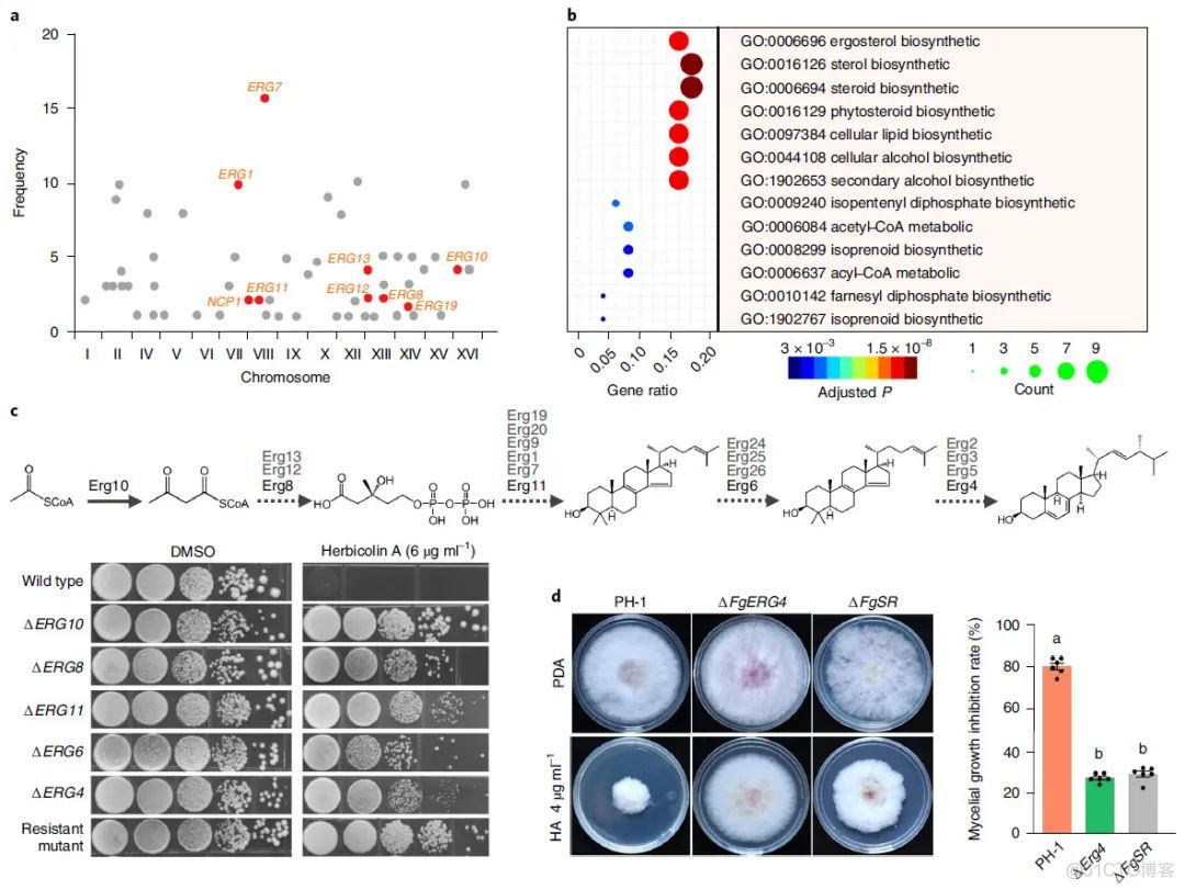 Nature Microbiology | 陈云/白洋/虞云龙等鉴定高效抗小麦赤霉病菌株及其作用机制..._机器学习_06