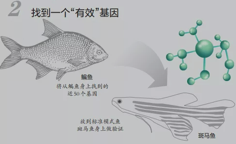 吃鱼可以不挑刺了？华中农业大学发现鳊鱼肌间刺表达基因，可培育“无刺鱼”..._java_04