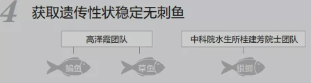 吃鱼可以不挑刺了？华中农业大学发现鳊鱼肌间刺表达基因，可培育“无刺鱼”..._编程语言_06