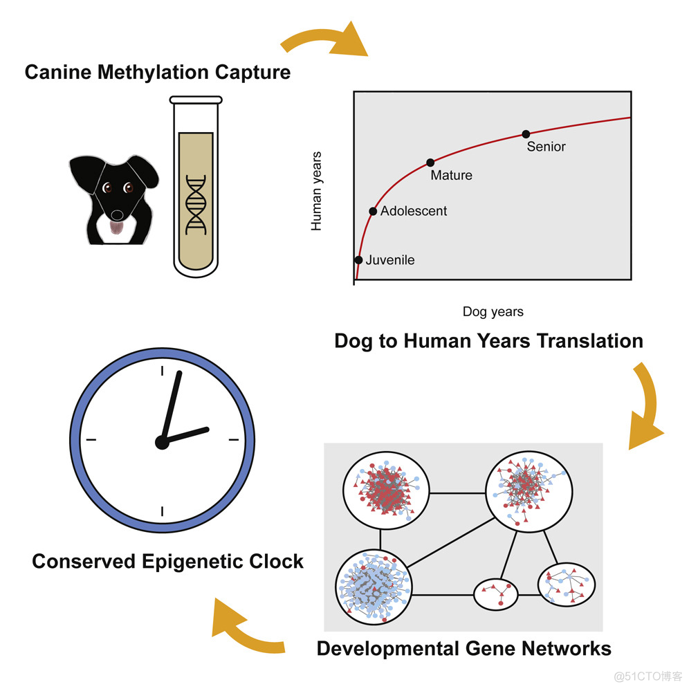 狗狗1岁相当于人类31岁！基于基因组甲基化图谱建立首个跨物种年龄转换公式..._html_03