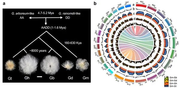 NatureGenetics：所有五个异源四倍体棉花起源被厘清_ci