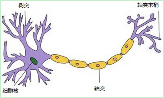 神经网络nn代码 神经网络 neck_神经网络nn代码