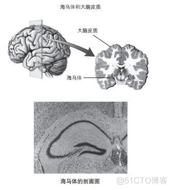 看完就忘！看完就忘！我感觉我要废了_脑科学_08