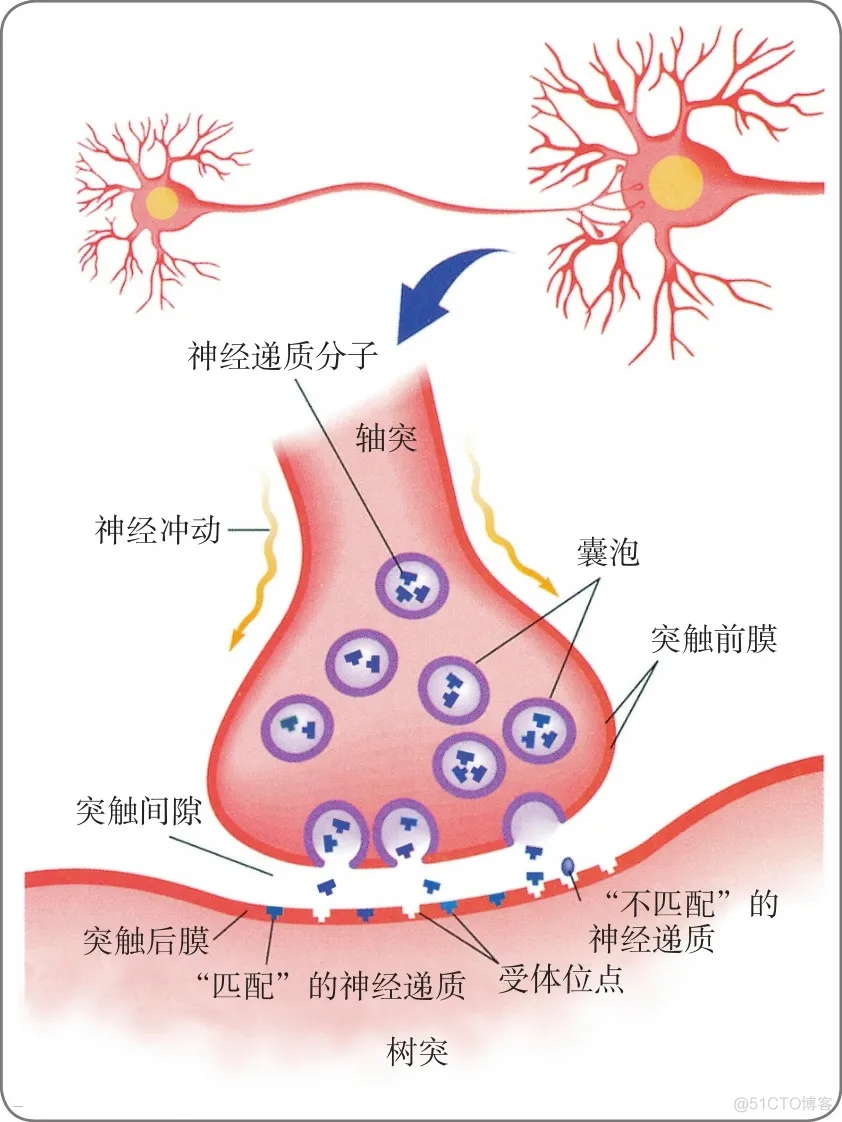 感知机（Perceptron）_神经网络_05