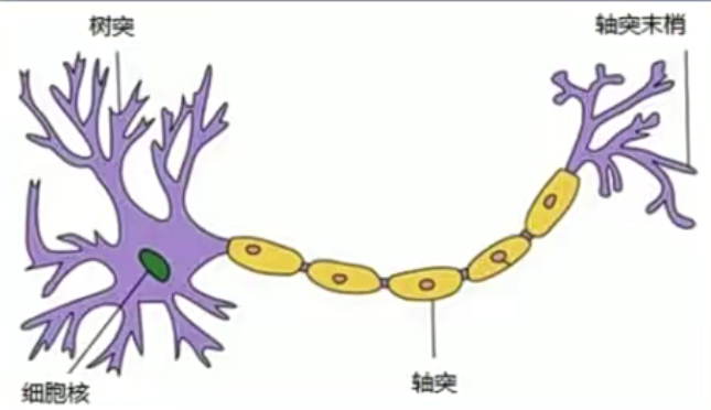 神经网络入门基础知识_权值