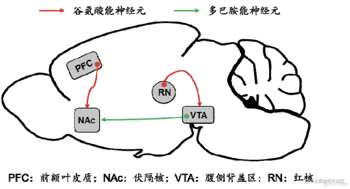 内啡肽和多巴胺真的是对立关系吗？如何正确戒瘾？_生活总结_04