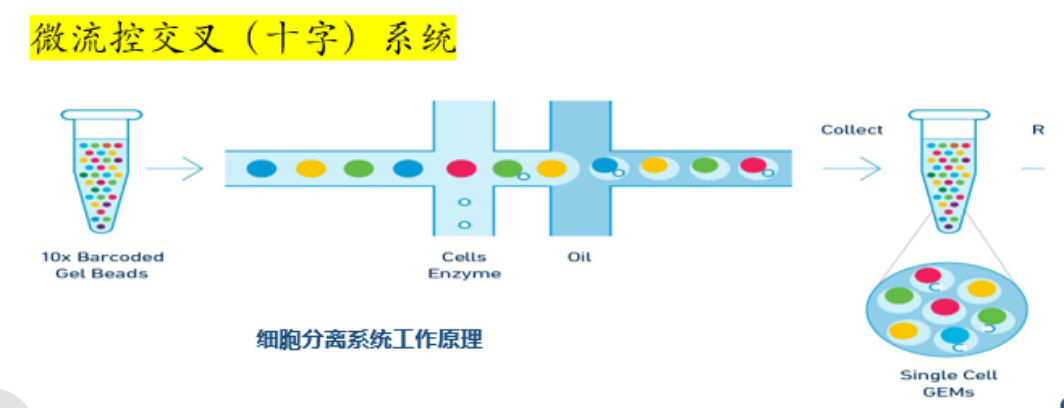 python单细胞如何找保守基因 单细胞测序的图怎么看_python单细胞如何找保守基因_02