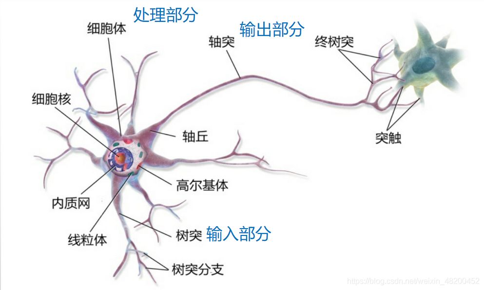 神经网络 原理 神经网络原理及应用_神经网络