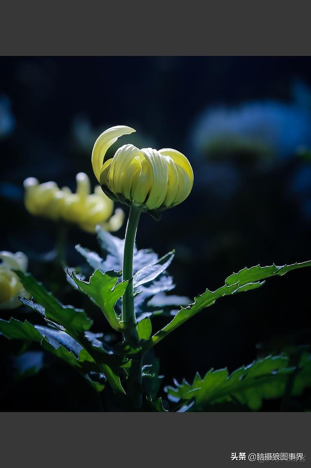 ios大菊花 大菊花盆栽图片_时间段_08