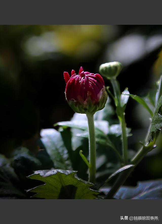 ios大菊花 大菊花盆栽图片_光线方向_10