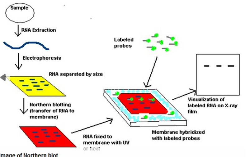 28S:18S rRNA ratio_5e