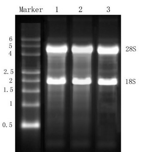 28S:18S rRNA ratio_ide_03