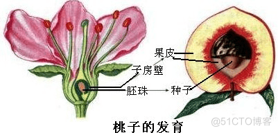 题目：桃子吃的是什么部位_自动回复_02