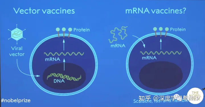 ChatGPT押中诺奖！准确预测mRNA疫苗，2023年诺贝尔生理学或医学奖众望所归_封装_13