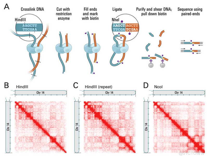 Hi-C 入门基础知识_多点_05