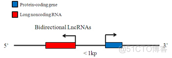 Systematic LncRNA Classification_ci_02