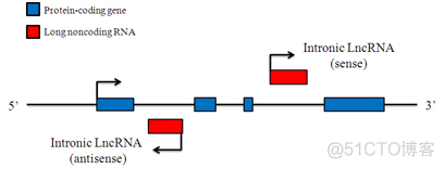 Systematic LncRNA Classification_sed_03