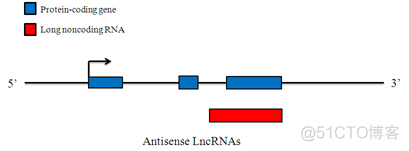 Systematic LncRNA Classification_ci_04