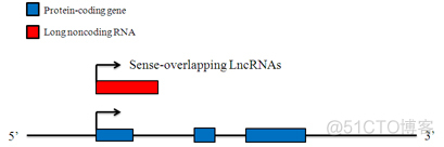 Systematic LncRNA Classification_ci_05