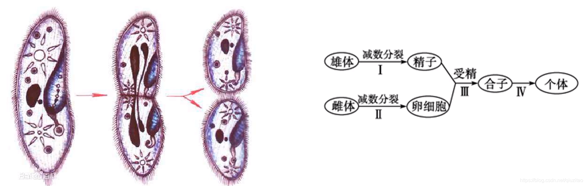 1D神经网络 神经网络dropout_1D神经网络_04