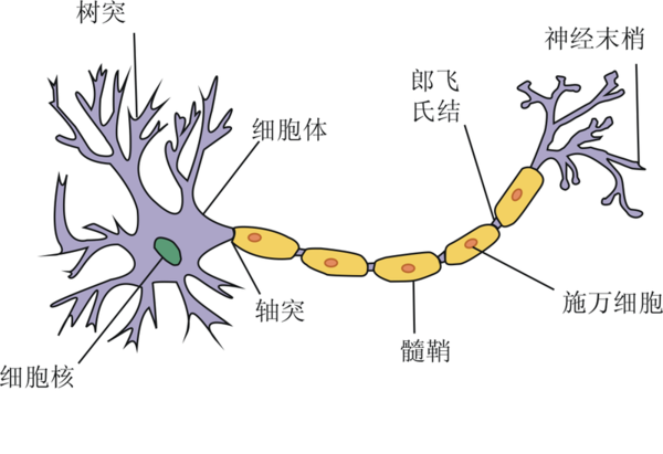 概率二元神经网络 神经网络中神经元_神经网络