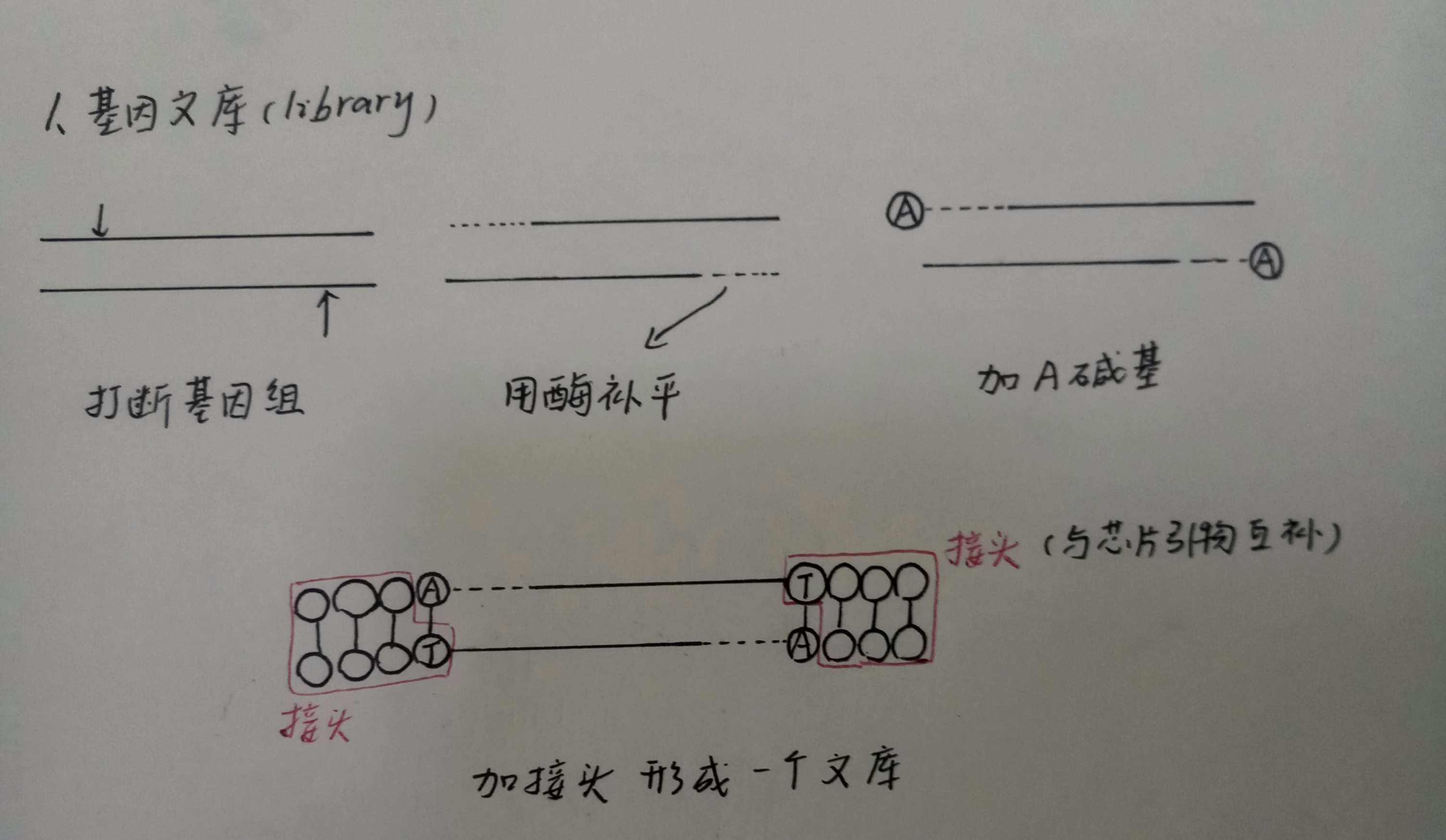 python 细胞 测序精美桑基图 细胞基因测序实验步骤_搜索_03