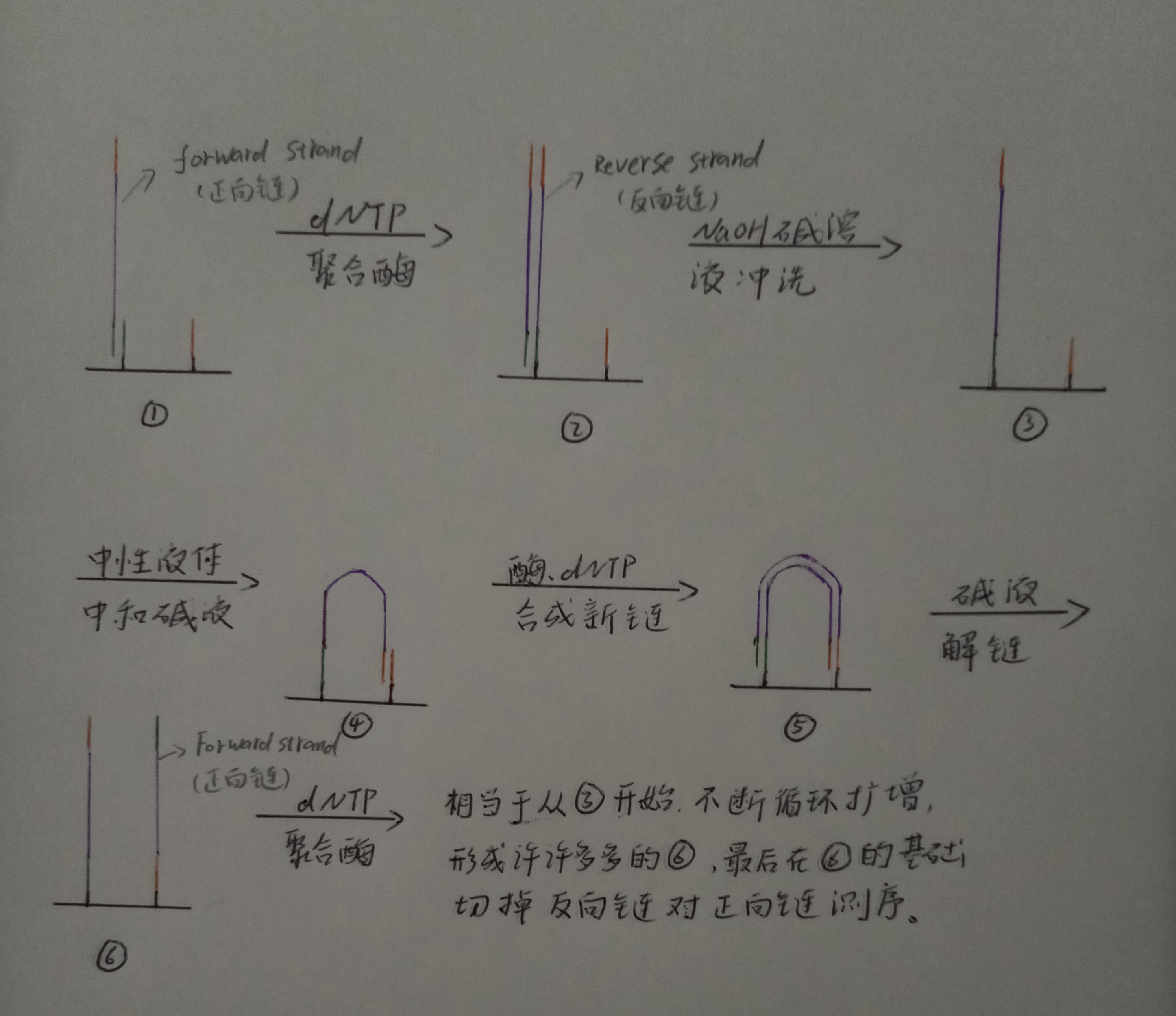 python 细胞 测序精美桑基图 细胞基因测序实验步骤_搜索_08