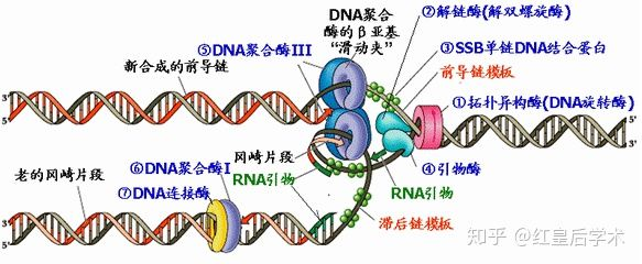 半连续培养 python 半连续培养是什么_模版