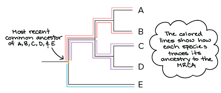 python 物种进化树 生物进化树图怎么分析_python 物种进化树_02