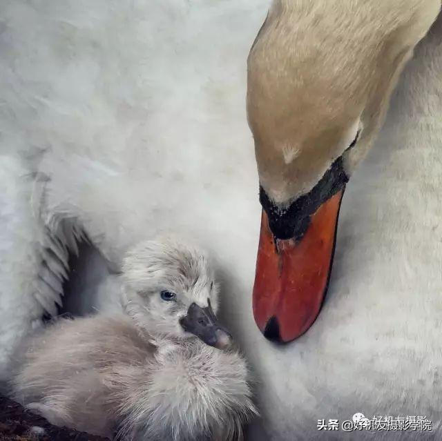 集中式架构图 集中式构图图片_二维_38