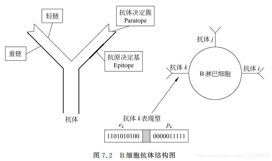 ios 允许网络授权回调 免疫算法的基本原理_算法_03