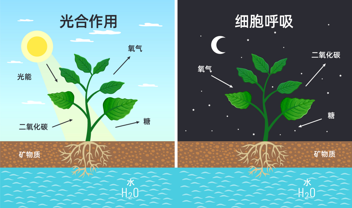 都是植物补光，为什么你的没效果？_使用说明_02