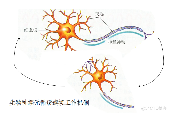 SOM神经网络的基本原理 som神经网络模型_神经网络_05