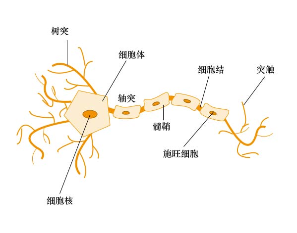 神经网络模型怎么处理面板数据 神经网络模型有什么用_激活函数_02