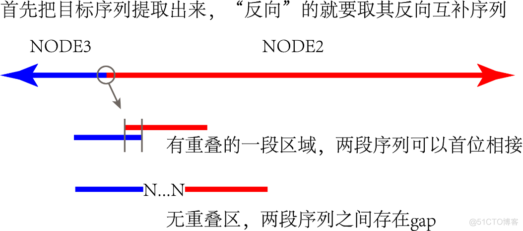 python叶绿体基因组圈图 叶绿体基因组测序方法_经验分享_07