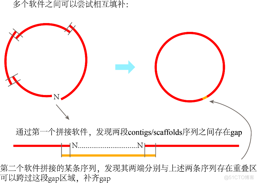 python叶绿体基因组圈图 叶绿体基因组测序方法_搜索_09