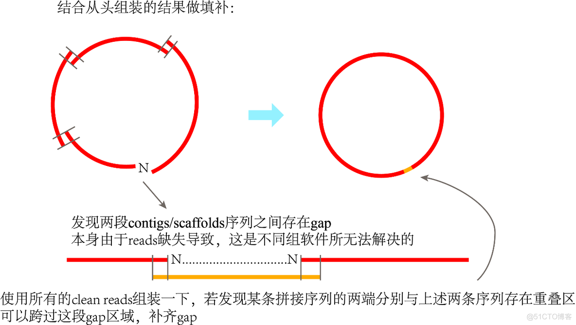 python叶绿体基因组圈图 叶绿体基因组测序方法_r语言_10